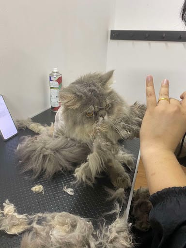 Pet's Galaxy Pte. Ltd. - Cat Grooming Specialist