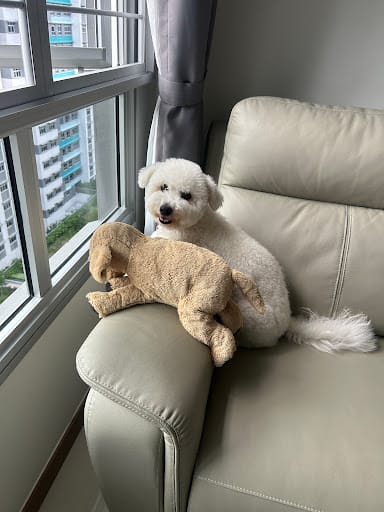 D.O.G Department of Grooming