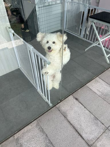 D.O.G Department of Grooming