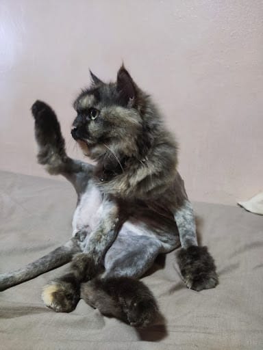 Pet's Galaxy Pte. Ltd. - Cat Grooming Specialist