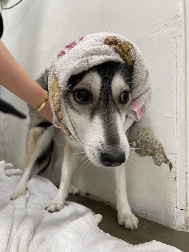 Dog Haven Salon & Academy