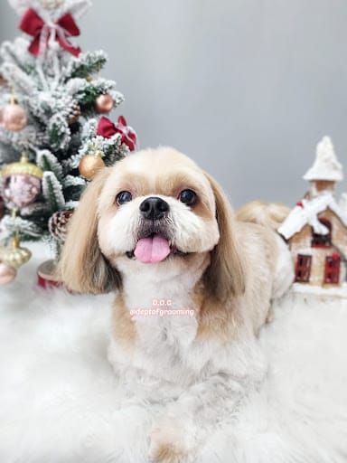 D.O.G Department of Grooming