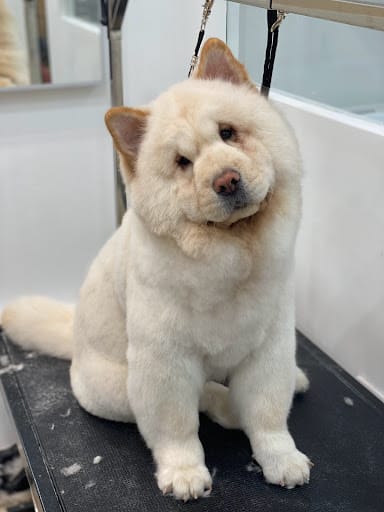 The Grooming Angels | Grooming Lounge