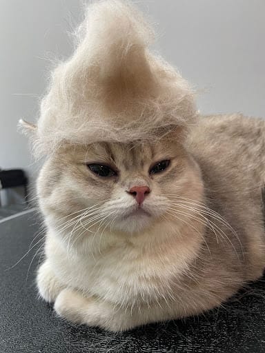 Studio Miau - Cat Grooming Singapore