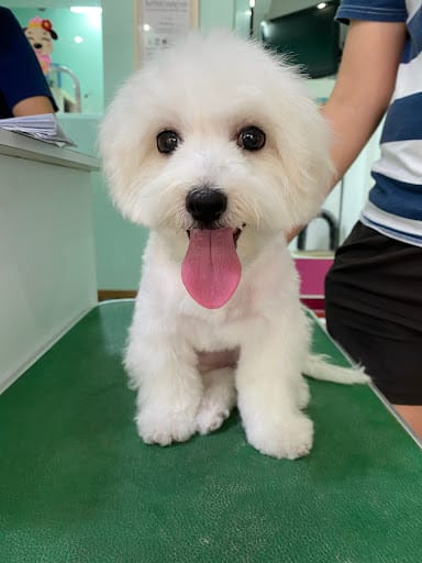 Kawaii Pets Pte. Ltd.