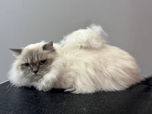 Studio Miau - Cat Grooming Singapore