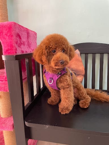 Kawaii Pets Pte. Ltd.