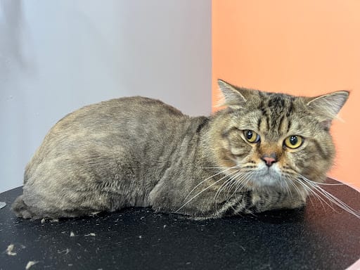 Studio Miau - Cat Grooming Singapore