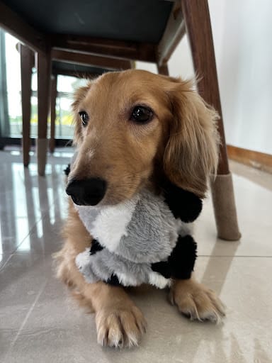 D.O.G Department of Grooming