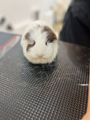 The Grooming Angels | Grooming Lounge