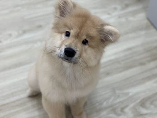 The Grooming Angels | Grooming Lounge