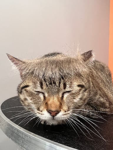 Studio Miau - Cat Grooming Singapore