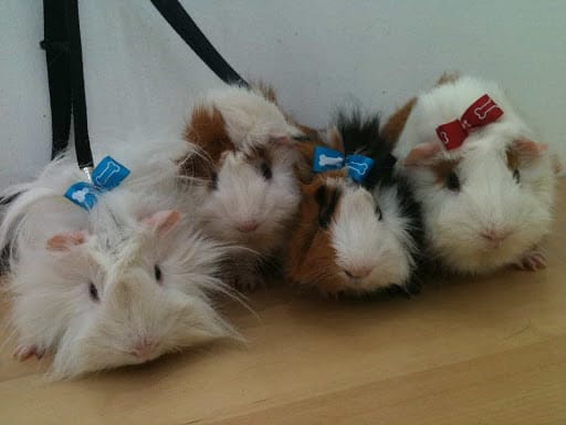 Dog Haven Salon & Academy