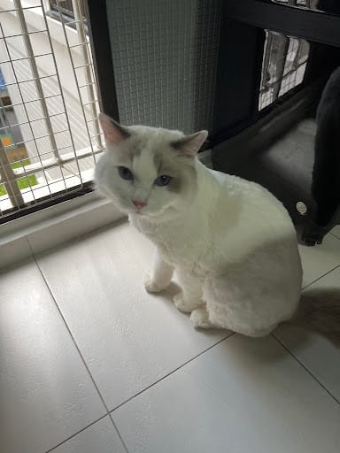 Pet's Galaxy Pte. Ltd. - Cat Grooming Specialist