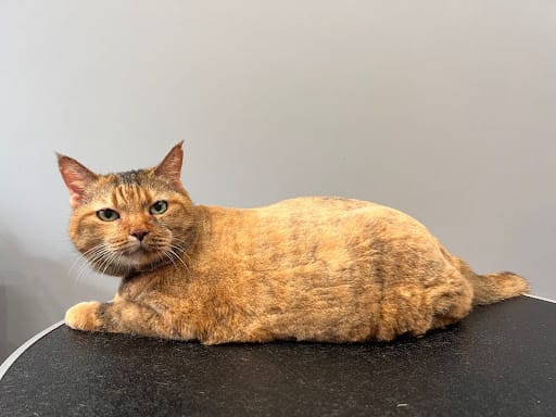 Studio Miau - Cat Grooming Singapore