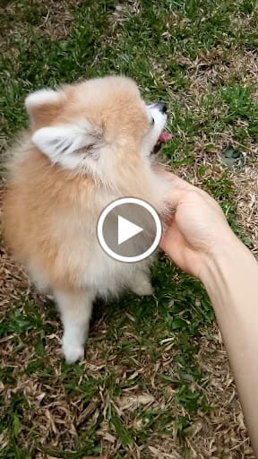 Ancient Dynasty Massage & Spa (Upper Thomson)