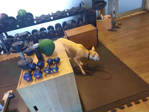 Fitness Tutor by Coach Paul Kuck