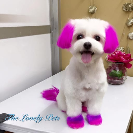 The Lovely Pets
