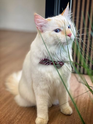 Pets' Mark