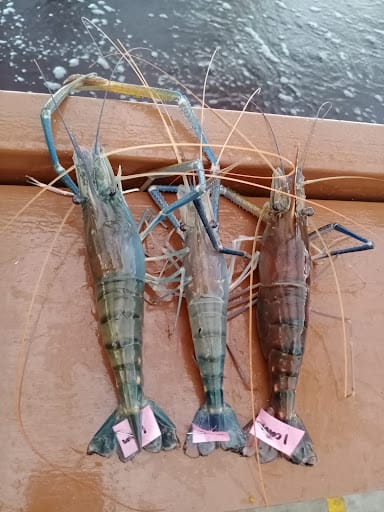 Ah Hua Fishing