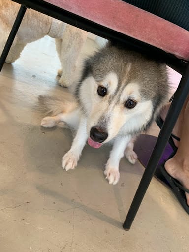 Wooftopia Pet Cafe