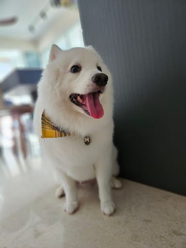Pets' Mark