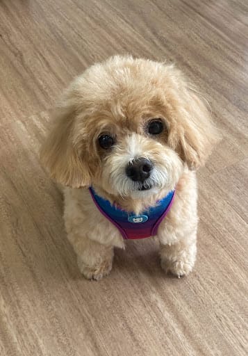Pets' Mark