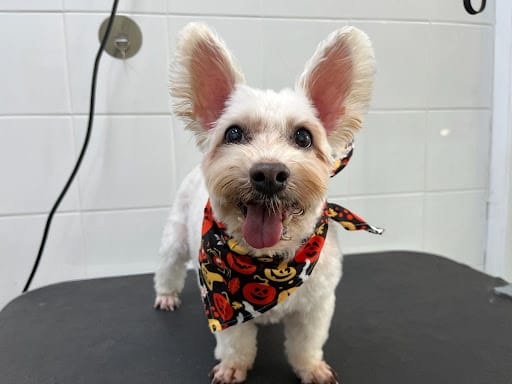 Pets' Mark