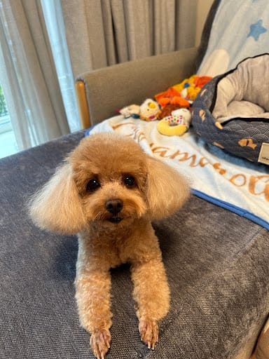 The Furrville Salon