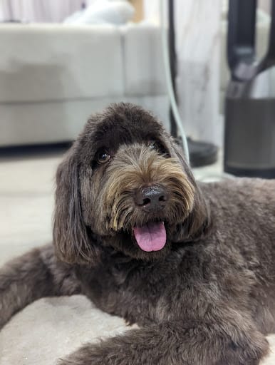 Dirty Dogs Pte Ltd