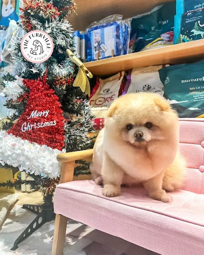 The Furrville Salon