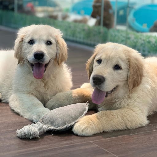 Pawsome.SG