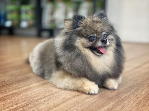 Pets' Mark