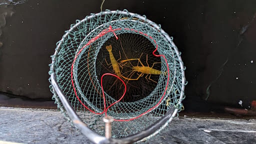 Fish@AMK