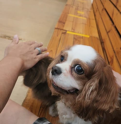 We are the Furballs