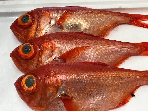 UOUO 魚王魚王