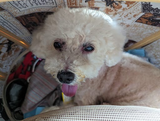 Dirty Dogs Pte Ltd