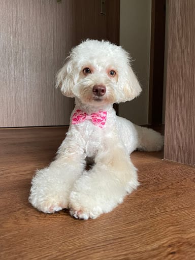 Pets' Mark