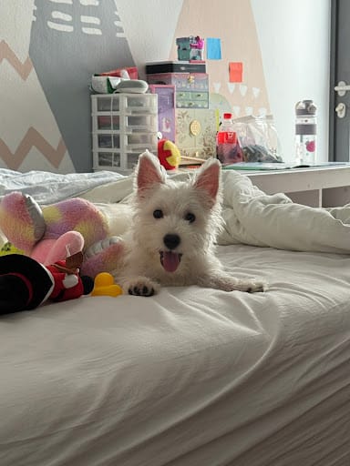 The Lovely Pets