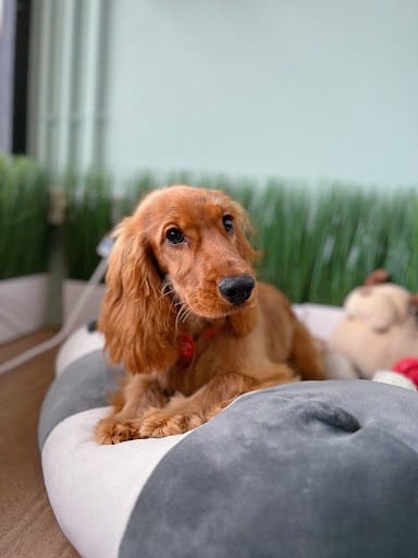 Pets' Mark