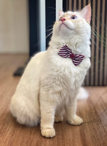 Pets' Mark