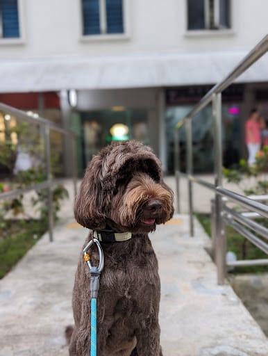 Dirty Dogs Pte Ltd