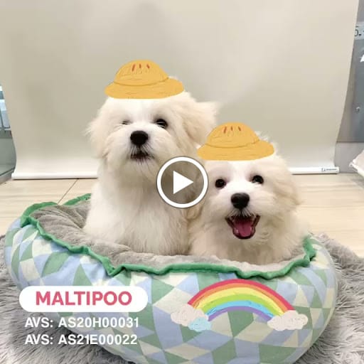 Pet Master @ Bedok