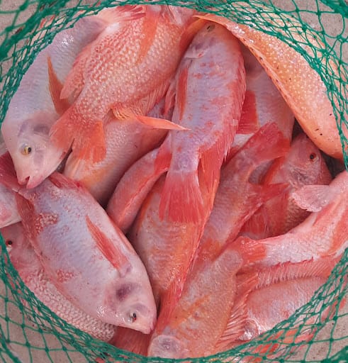 Ah Hua Fishing