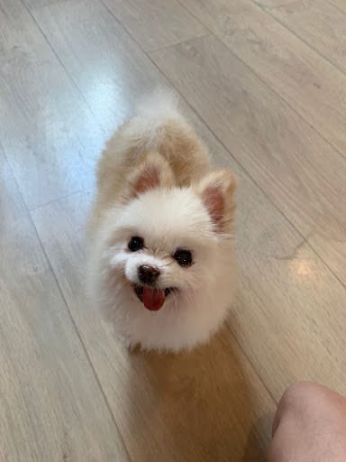 We are the Furballs