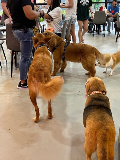 Wooftopia Pet Cafe
