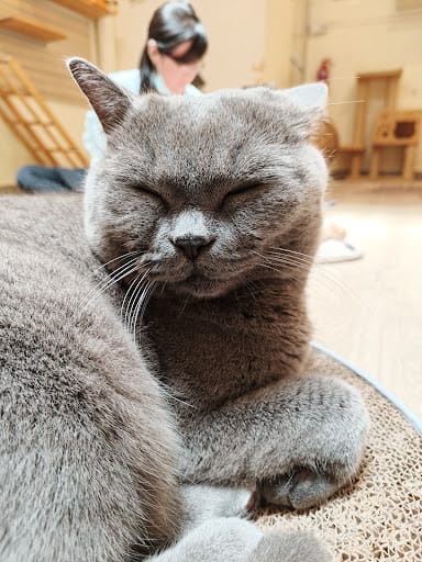 Meomi Cat Cafe