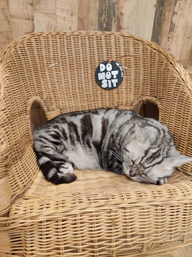 Meomi Cat Cafe