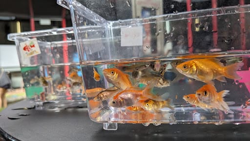 Fish @ Bugis+