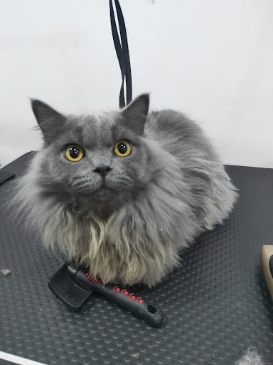 Pet's Galaxy Pte. Ltd. - Cat Grooming Specialist